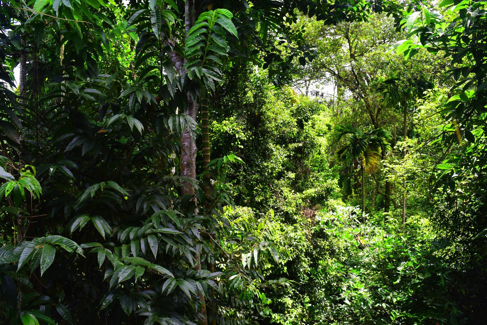 Avaana By Springhills Hotel Kandy Bagian luar foto